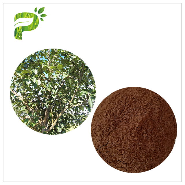 Apple Tree Bark&Root Extract