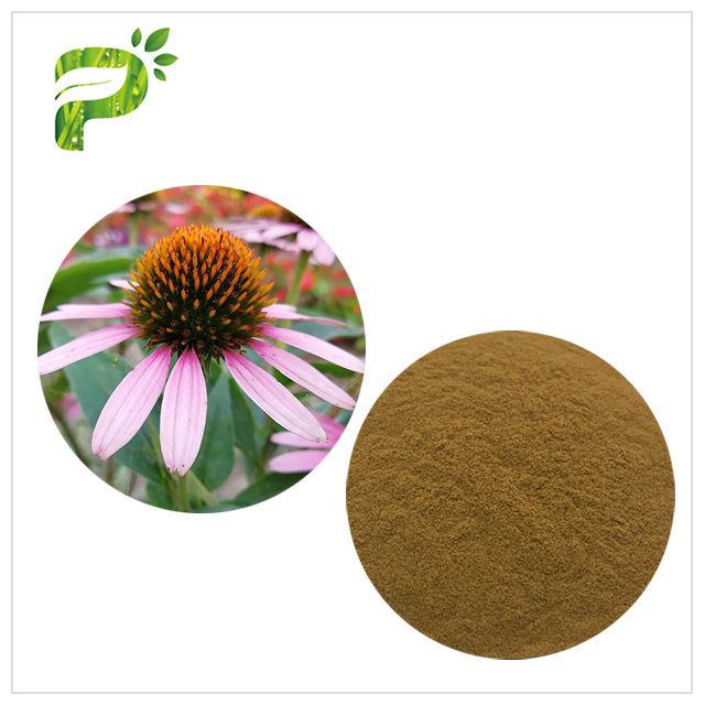 Echinacea pururea Extract