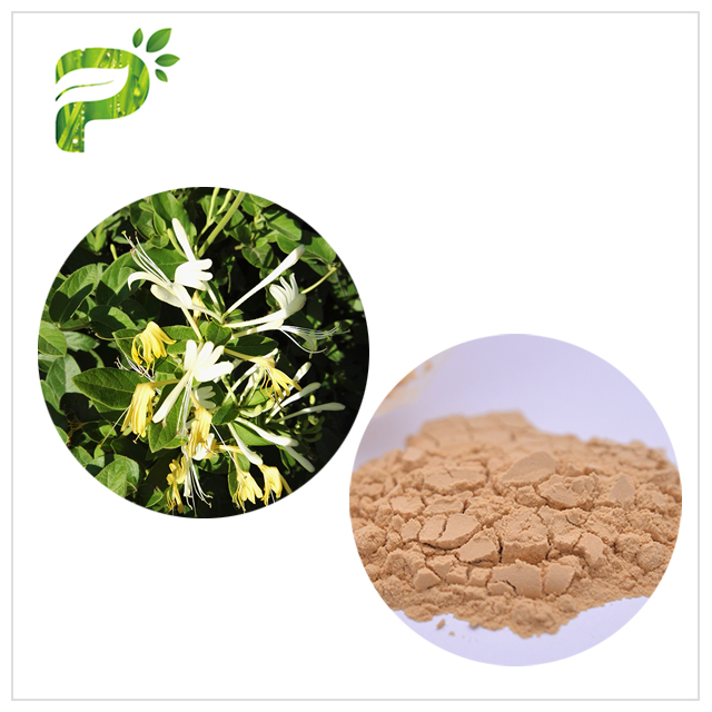 Honeysuckle Flower Extract