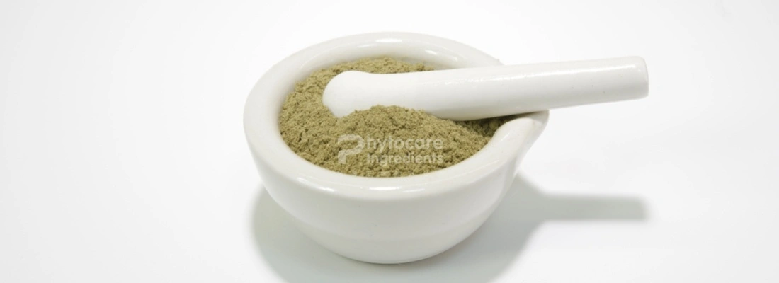 Dandelion Extract Powder