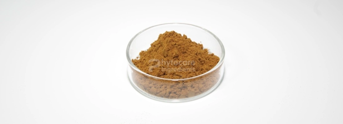 Ginkgo Biloba Extract Powder