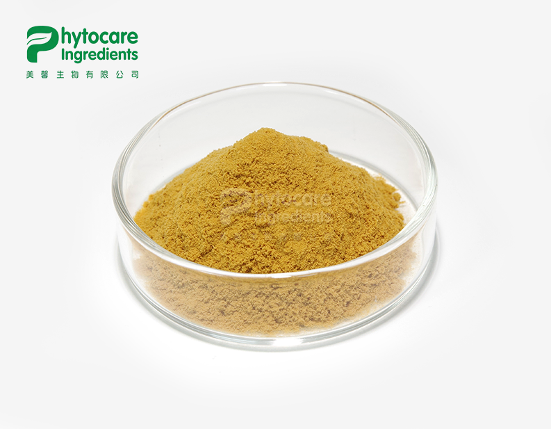 Astragalus Root Extract Powder