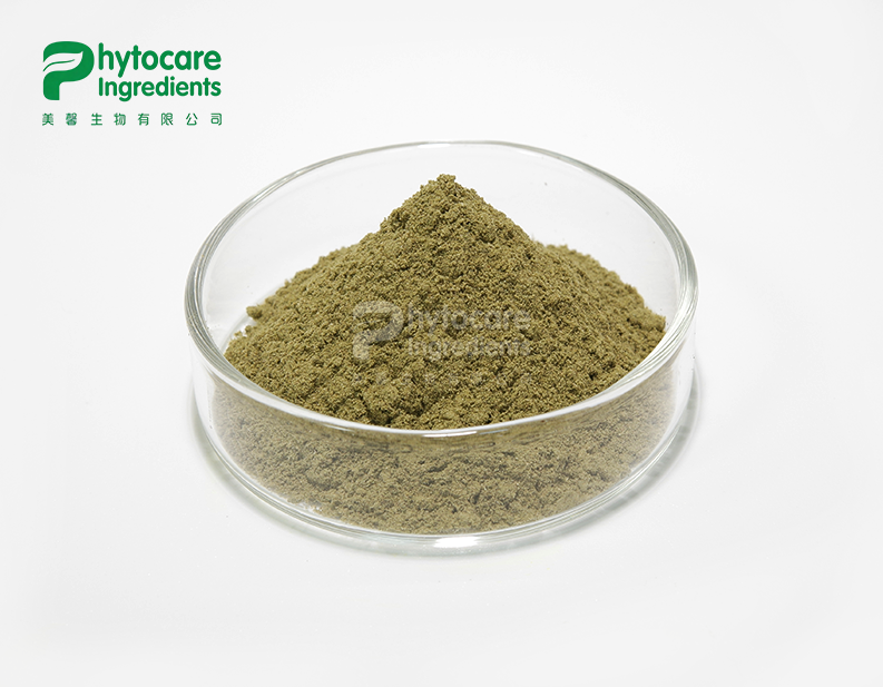 Dandelion Extract Powder
